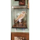 19th. C. cased taxidermy white owl.