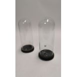 Pair of 19th C. glass domes.