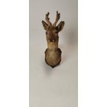 Early 20th C. taxidermy Doe mounted.