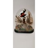 19th. C. taxidermy dome of birds.