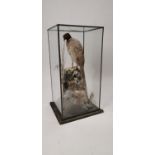 19th C. cased taxidermy Pheasant {