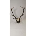 Deer antlers mounted on mahogany plaque.