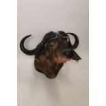 Rare taxidermy Water Buffalo head and shoulder.