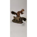 Early 20th C. taxidermy Red Squirrels.