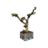 Bonsai tree.