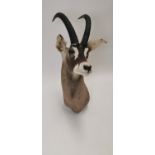 Taxidermy gazelle head.