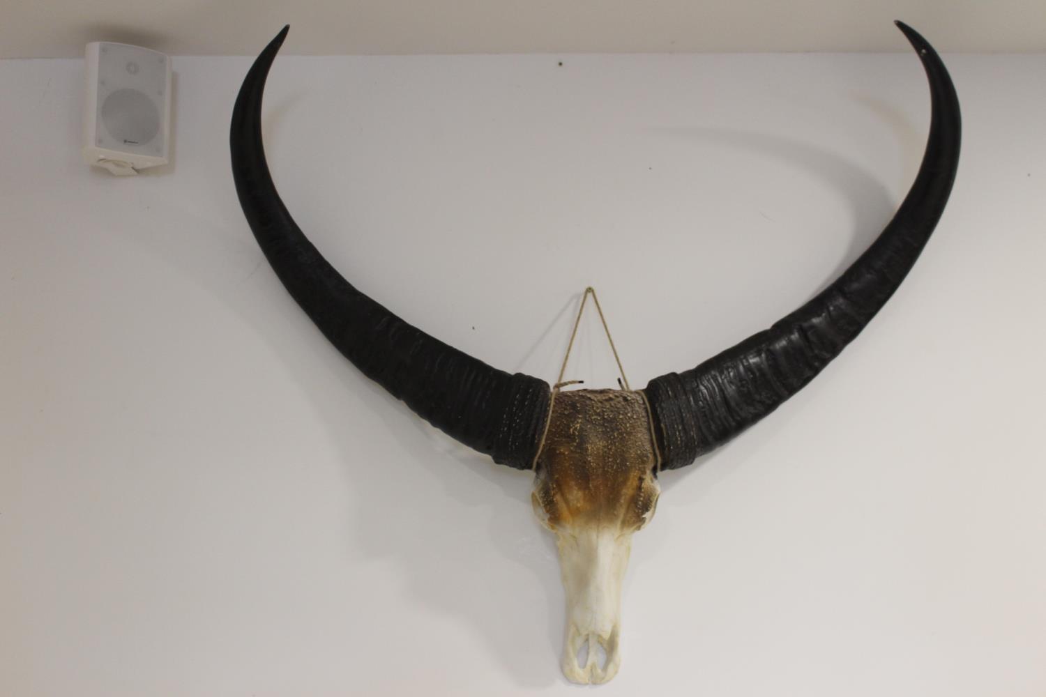 Set of horns.