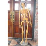 Rare wooden Doctors skeleton on original stand .