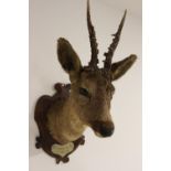 19th C. taxidermy Doe mounted on oak plaque.