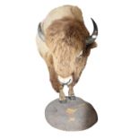 Rare taxidermy Bison on stand.