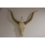 Early 20th C. skull of a Long Horned Bull.