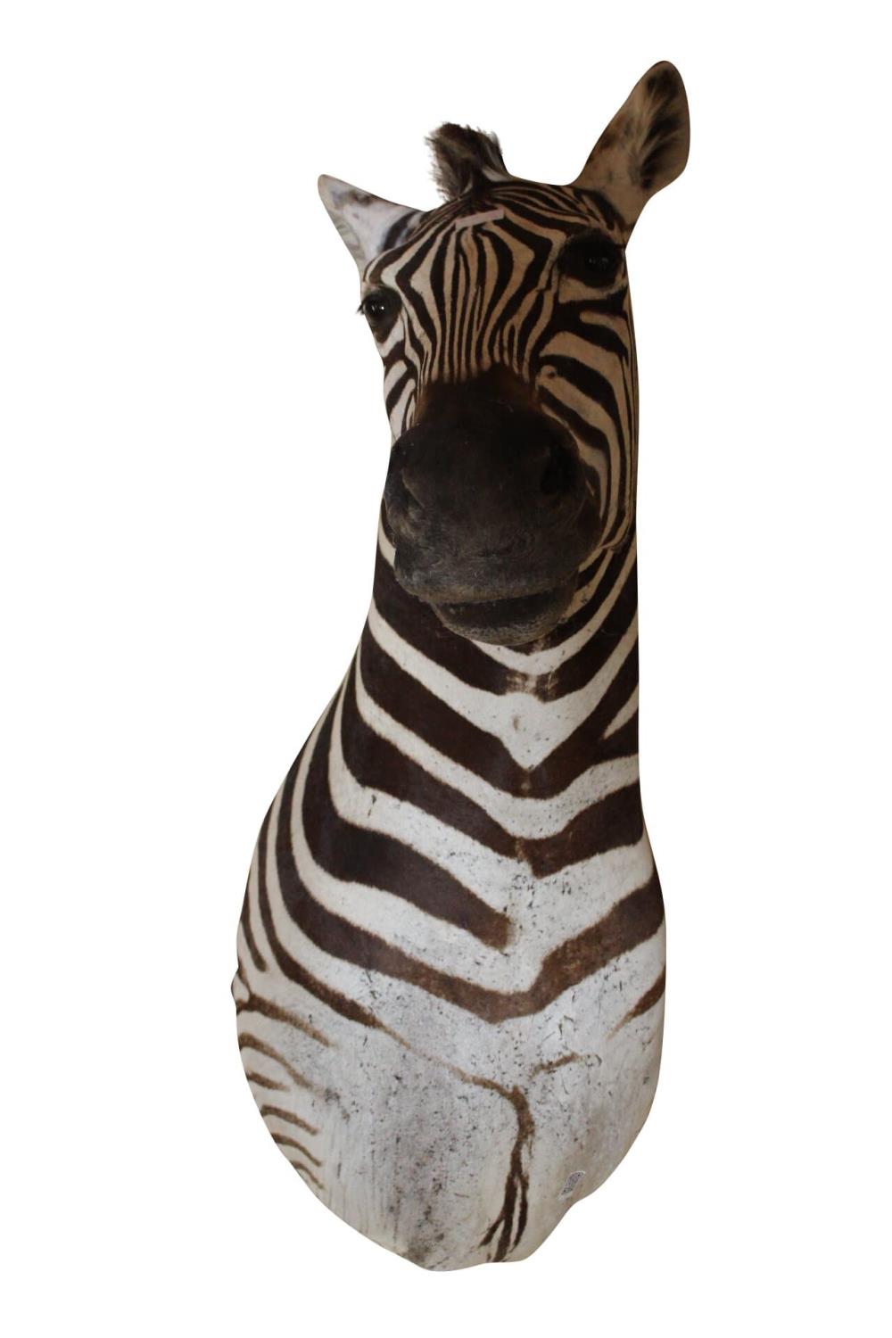 Rare 19th C. taxidermy Zebra head .