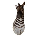 Rare 19th C. taxidermy Zebra head .