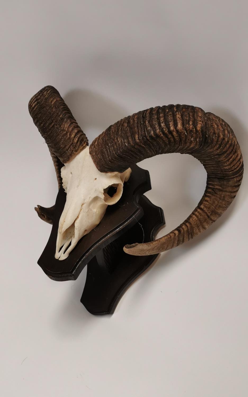 Ram's skull mounted on a plaque.