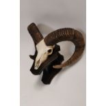 Ram's skull mounted on a plaque. { 30cm H X 46cm W X 40cm D }.