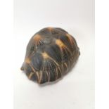 Early 19th C. tortoise shell {20 cm H x 32 cm W x 22 cm D}.