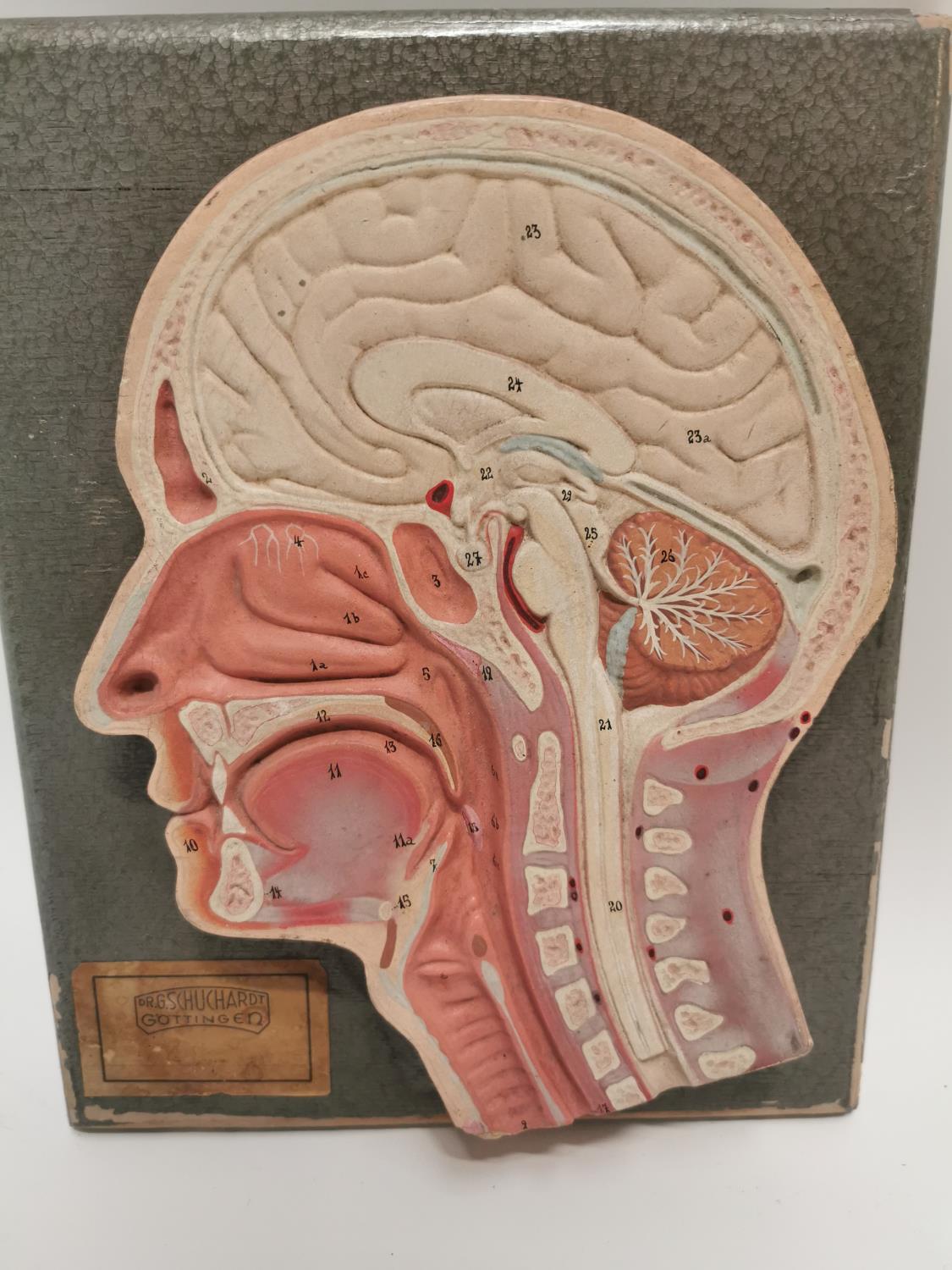 Early 20th C. rubberoid head anatomy medical model. - Image 2 of 2