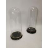 Two 19th C. glass domes on wooden plinths {56 cm H and 50 cm H x 20 cm Dia.}.