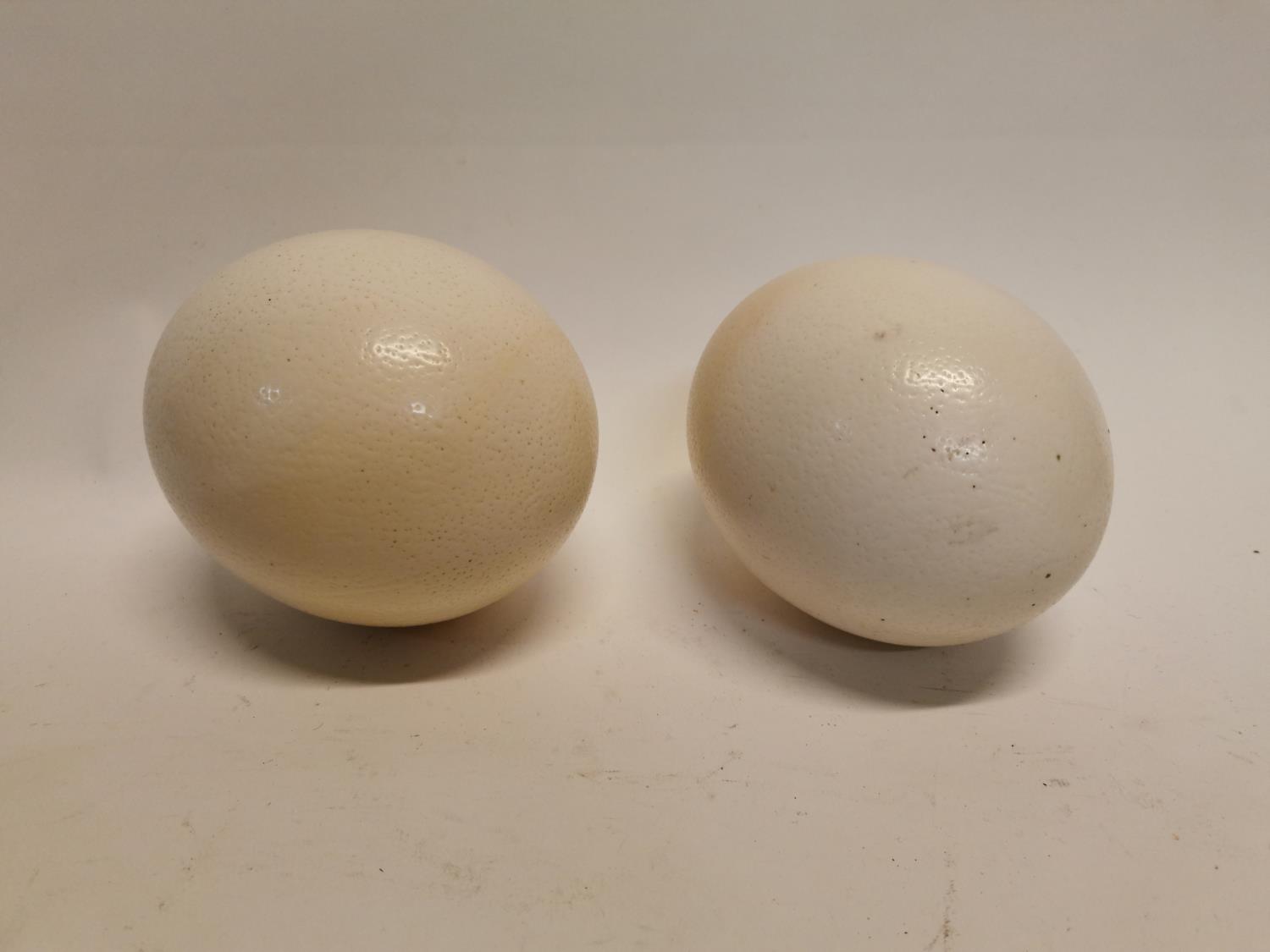 Two Ostrich eggs {15 cm H x 13 cm D}.