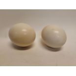Two Ostrich eggs {15 cm H x 13 cm D}.