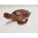 19th C. taxidermy tortoise.
