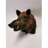 Early 20th C. taxidermy boars head {60 cm Hx 46 cm W x 72 cm D}.