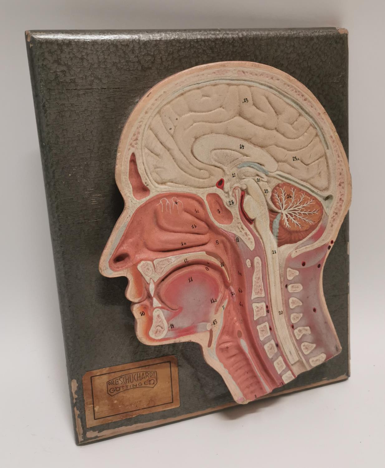Early 20th C. rubberoid head anatomy medical model.