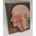 Early 20th C. rubberoid head anatomy medical model.