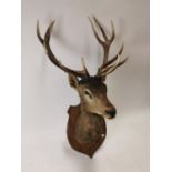 19th. C. Taxidermy stag's head on oak plaque. {150 cm h x79 cm W x 95 cm D}.