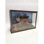 19th C. cased taxidermy Fox and Duck {70 cm H x 104 cm W x 30 cm D}.