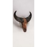 Water bufffalo skull and horns.