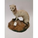 Taxidermy stoat mounted on a wooden plinth.