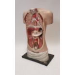 Early 20th. C. human torso anatomical plaster mannequin. { 65cm H X 40cm W X 25cm D }.