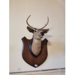 Early 20th. C. Taxidermy Deer