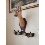 Early 20th. C. taxidermy doe in the form of a coat hanger