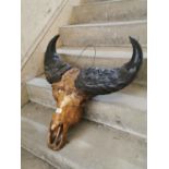 Water buffalo skull and horns.