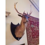 Good quality stag's head