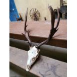 Deer skull and antlers.