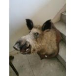 Taxidermy boar's head