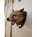 Taxidermy fox head