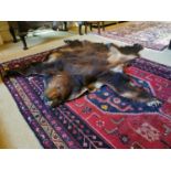 Taxidermy brown bear skin with claws.