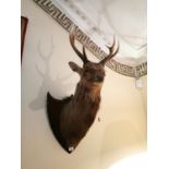 Good quality taxidermy stag's head