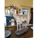 Early 20th. C. taxidermy deer