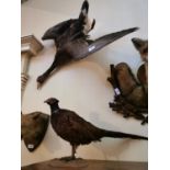 Taxidermy Goose in flight and taxidermy pheasant.