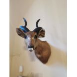 19th. C. Taxidermy Gazelle.