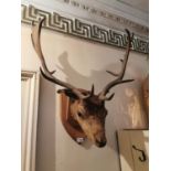 19th. C. taxidermy stag mounted on an oak plaque.