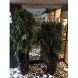 Pair of tapering cylindrical planters complete with foliage H 180cm