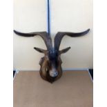 Taxidermy wild Irish goats head W 94cm H 73cm