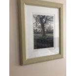 Framed coloured print featuring a tree