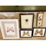 Collection of dried animal/ insects framed